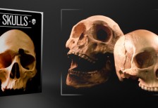 人間の頭蓋骨をテーマにした高解像度でハイクオリティな画像素材集