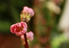 雛祭りのデザインに使える、ピンク色のかわいい桃の花の写真素材