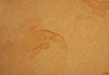 free-texture-coffee-stains-005