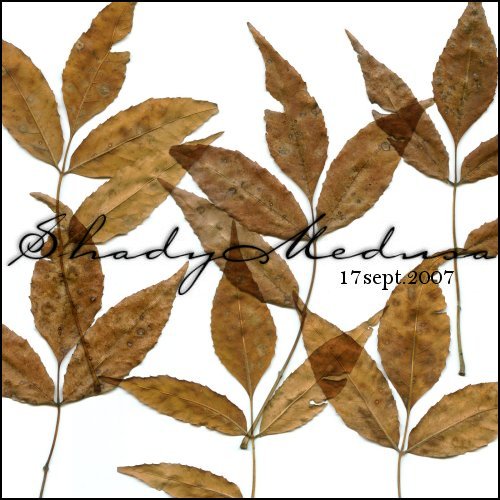 枯れた落ち葉をテーマにしたフォトショップブラシセット。秋の終わりや冬のデザインに。