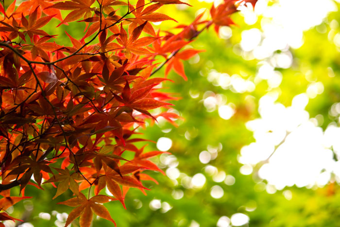 背景の緑の葉が赤色に染まったモミジを引き立てる紅葉の写真素材