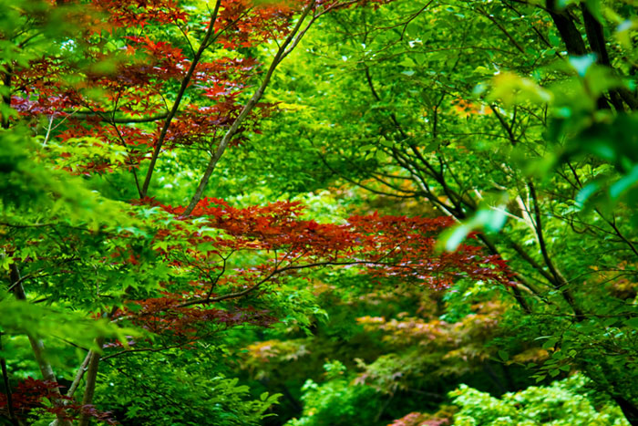 生命力を感じるみずみずしい緑の葉と少しずつ色付き始める紅葉の写真