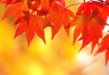 free-photo-maple-leaves