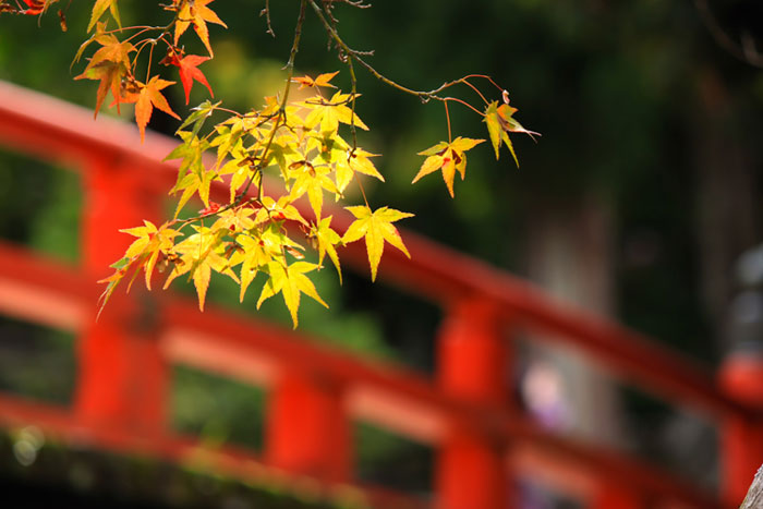 赤い橋をバックに撮影した色付き始めたもみじの葉の風情ある写真素材