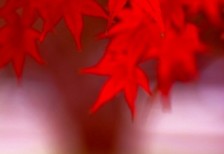 真っ赤に色づいたカエデの葉が綺麗でインパクト抜群の写真素材