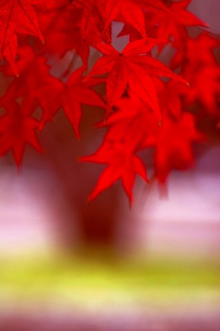 真っ赤に色づいたカエデの葉が綺麗でインパクト抜群の写真素材