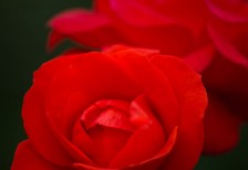力強い赤が情熱的な印象のバラの花の写真素材