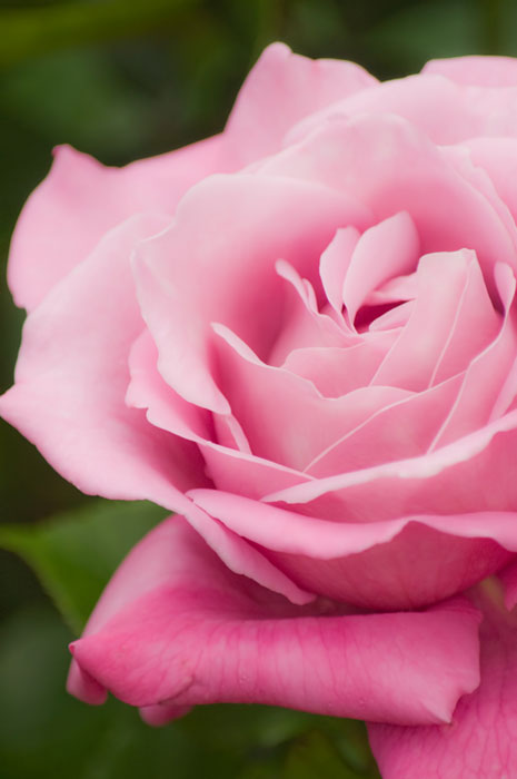 幾重にも重なった花びらが綺麗なピンクの薔薇の写真素材