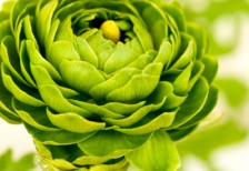 free-photo-green-refreshing-ranunculus