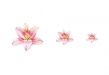 淡いピンクがきれいなユリの花のイラストアイコン
