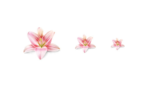 淡いピンクがきれいなユリの花のイラストアイコン