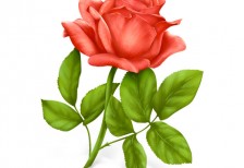 free-icon-beautifle-red-rose