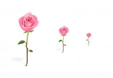 茎のついたピンクのバラのかわいいイラストアイコン素材