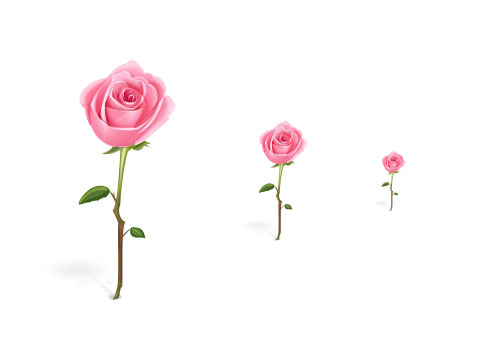 無料素材 ピンク色がかわいいバラの花のイラストアイコン 影や照り返しまでリアル