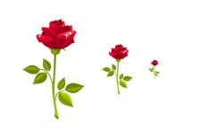 free-red-rose-illustration-icon