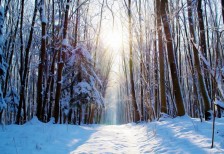 雪山の森を撮影した写真素材。森の奥から降り注ぐ太陽の光がきれい。