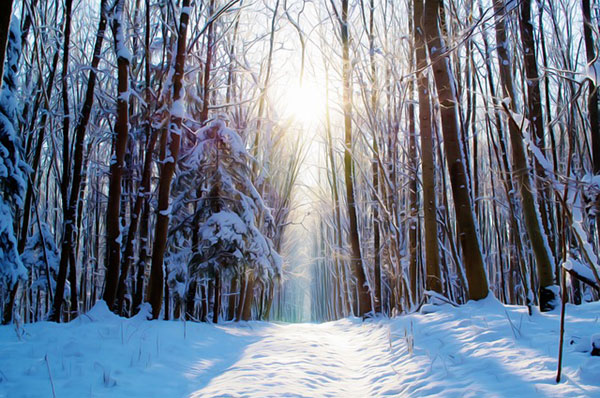 雪山の森を撮影した写真素材。森の奥から降り注ぐ太陽の光がきれい。