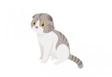 かわいい猫のイラスト。白とグレーの縞柄がきれいなスコティッシュフォールド