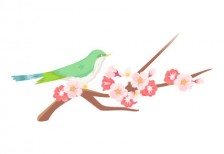 桜の木の枝にとまるうぐいすのイラスト。日本の和を感じるデザイン。