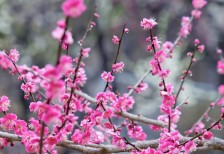 雨の日の梅の花の写真素材。鮮やかなピンク色の花びらやつぼみに溜まった雨粒が綺麗。