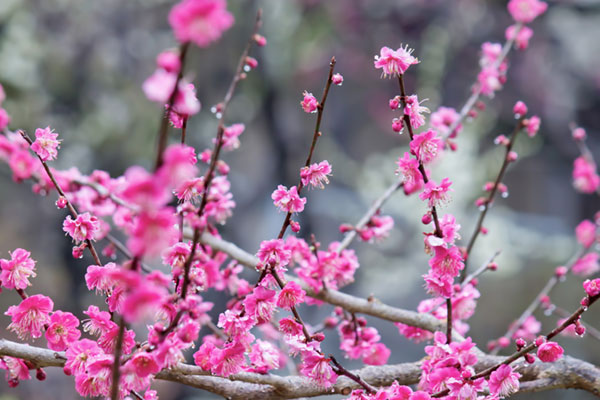 雨の日の梅の花の写真素材。鮮やかなピンク色の花びらやつぼみに溜まった雨粒が綺麗。