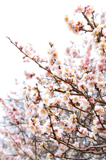 フリー素材 美しい梅の花を縦の構図で切り取ったフリー写真素材