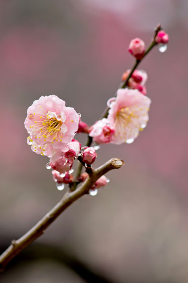 雨に濡れた梅の花の写真素材。綺麗な花びらとかわいいつぼみ。