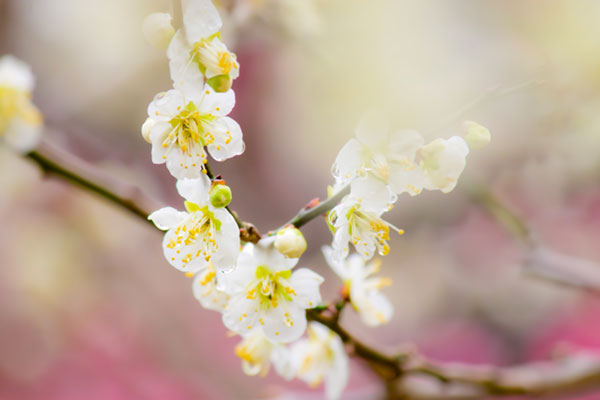 やわらかいボケ具合が綺麗な梅の花の写真。白とピンクが鮮やかで日本的な美しさ。
