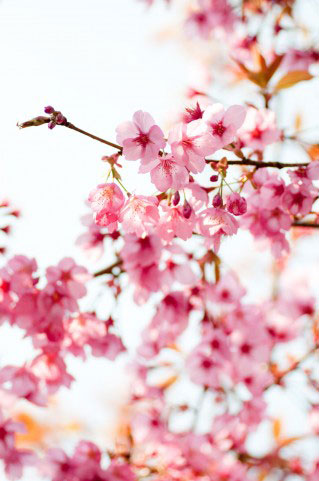 鮮やかなピンクの色彩が美しいサクラの花の写真素材。お花見や和風デザインに。