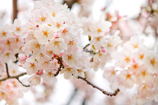満開に近づく桜の花を撮影した写真素材。ピンクの花びらが可愛らしい雰囲気。
