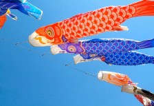 空を泳ぐ鯉のぼりを撮影したフリー写真素材。青空をバックにした爽やかな一枚。