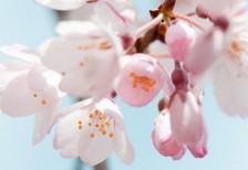 free-photo-ohanami-cherry-blossoms