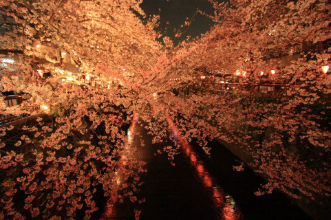 無料素材 目黒川の夜桜を撮影した写真素材 ライトアップが綺麗でロマンチック