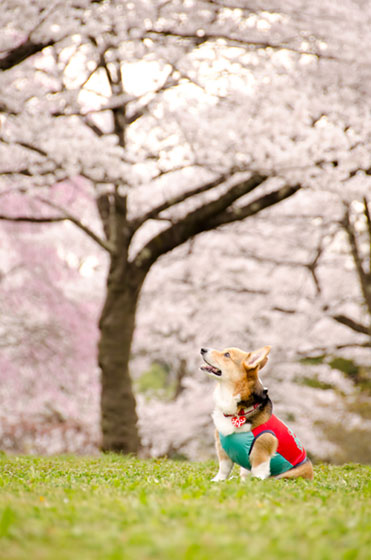 芝生に座って桜を見上げる犬を撮影した写真素材。お花見のデザインに。