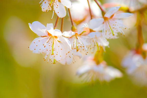 桜の花の写真素材。おしべとめしべまでクッキリ。