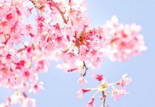 青空とピンクの桜が爽やかなフリー写真素材。お花見にぴったり。