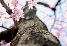 桜の木の太い幹を下から見上げたアオリのアングルで撮影した写真素材
