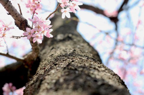 桜の木の太い幹を下から見上げたアオリのアングルで撮影した写真素材