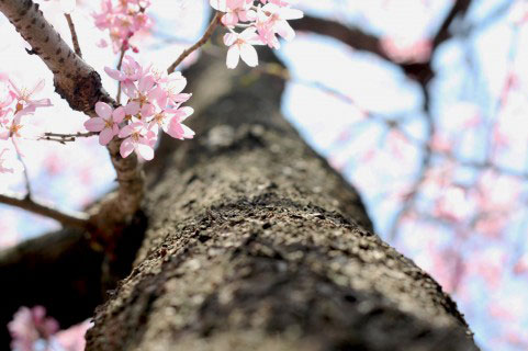 フリー素材 桜の木の太い幹を下から見上げたアオリのアングルで撮影した写真素材