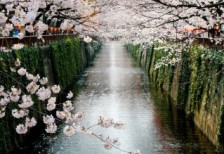 目黒川沿いの桜を撮影した写真素材。お花見のデザインに。