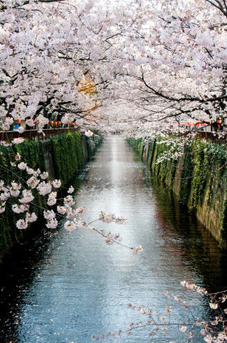 目黒川沿いの桜を撮影した写真素材。お花見のデザインに。