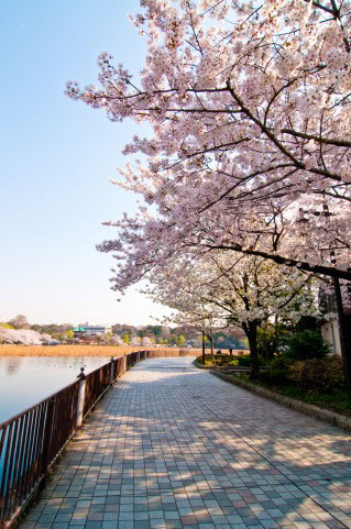 フリー素材 上野恩賜公園の桜を撮影したフリー写真素材 天気の良い青空とピンクのサクラが綺麗