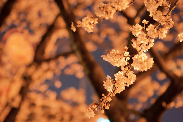 ライトアップされた夜桜の写真素材。ロマンチックでおしゃれな雰囲気。