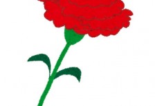 free-illustration-hahanohi-carnation-flower