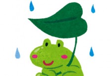 葉っぱをカサにした雨の日のカエルのイラスト。梅雨のデザインに。