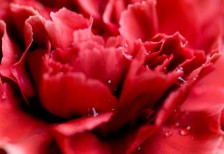 カーネーションの花を思い切り近寄ってマクロ撮影したフリー写真素材