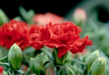 赤いカーネーションの花を撮影したフリー写真素材。背景が綺麗にぼけた被写界深度の浅い写真。