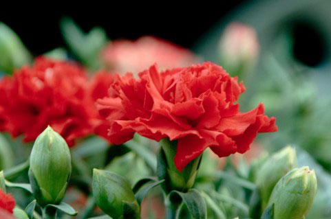 フリー素材 赤いカーネーションの花を撮影したフリー写真素材 背景が綺麗にぼけた被写界深度の浅い写真