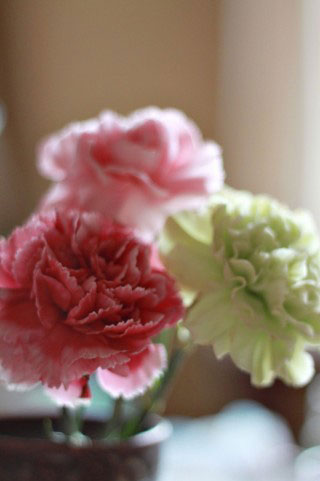 ピンクやグリーンのカーネションの花を撮影したフリー写真素材。母の日のデザインに。