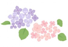 淡い色合いのピンクと紫が綺麗なアジサイの花のイラスト